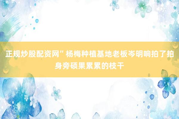 正规炒股配资网”杨梅种植基地老板岑明响拍了拍身旁硕果累累的枝干
